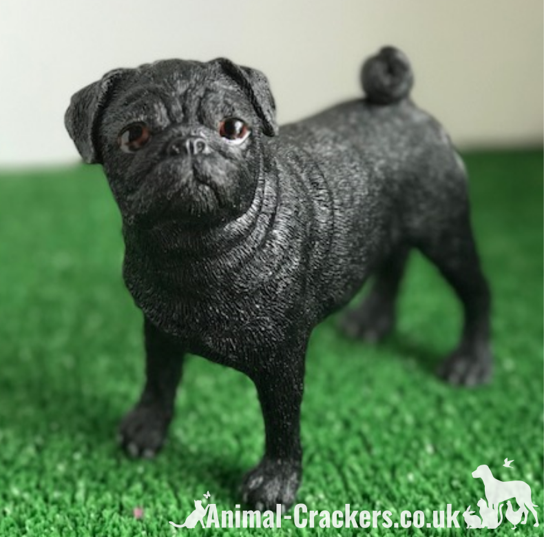 Black fashion and grey pug