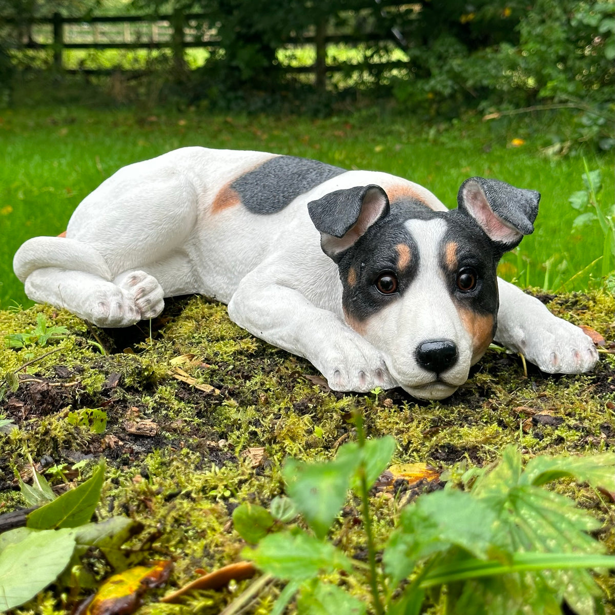 Large jack russell hotsell