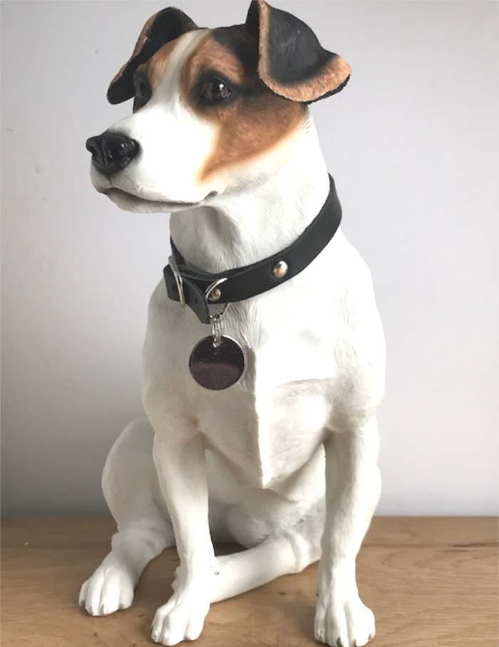 Large jack russell best sale